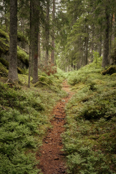 istock Path in Tiveden national Park in Summer 1772489074