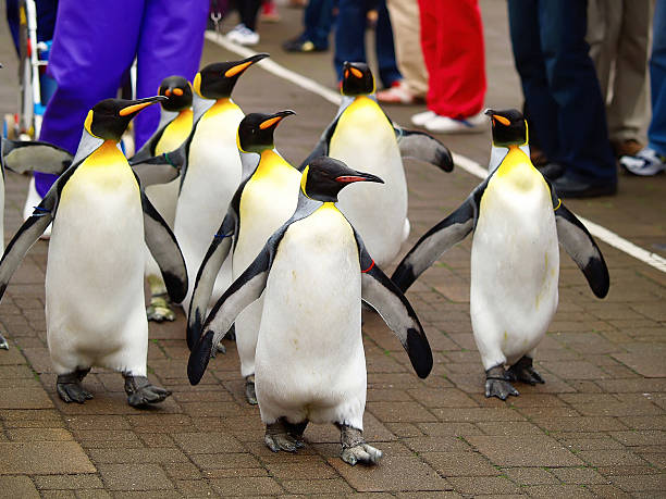 Group of king penguins walking on stone street King penguin walking penguin parade stock pictures, royalty-free photos & images