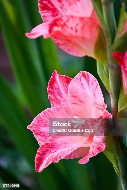 Foto de Gladíolo e mais fotos de stock de Família da Íris - Família da Íris, Flor, Fotografia - Imagem