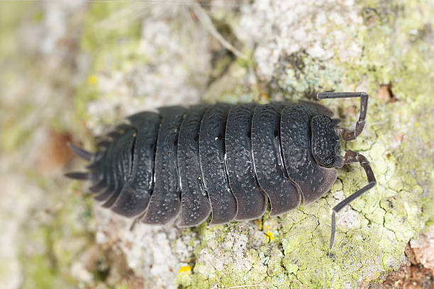 istock Woodlouse, extreme close-up with high magnification 177249735