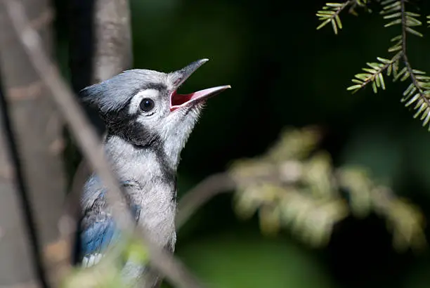 Photo of Immature Blue Jay Singing in Tree