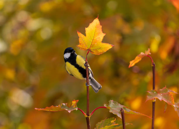 istock small bright bird tit sits on branches with bright maple leaves in autumn sunny park 1772498850