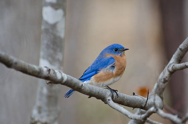 colorato uccello azzurro orientale - epg foto e immagini stock