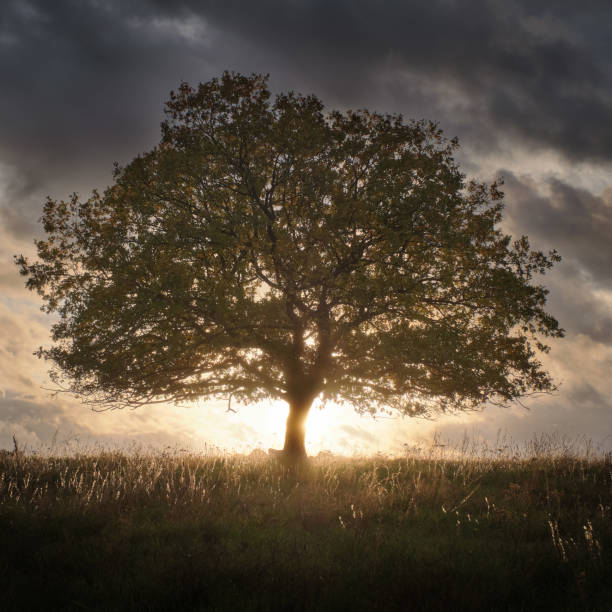 istock Lone tree in Field bathing in the sunset 1772500991