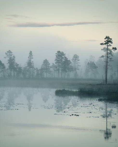 istock Misty Forest in Swedish mire, Hamra National Park 1772500992