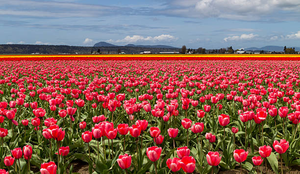 istock Tulip Field Skagit Valley WA 177250127