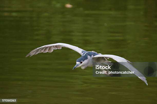 Black Crowned Night Heron Stockfoto und mehr Bilder von Afrika - Afrika, Bewegung, Biber