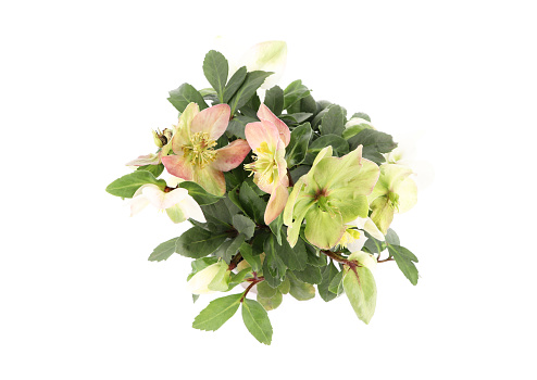 Flowerpot of Helleborus niger Christ rose blossom on white isolated background. Table top view. from above