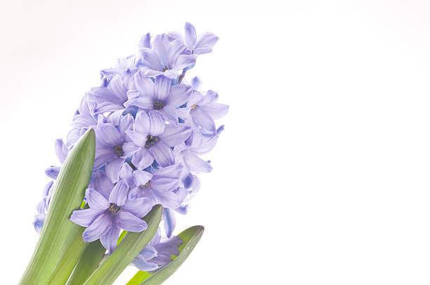 istock Spring flowers of hiacinth  isolated on white background 177250434