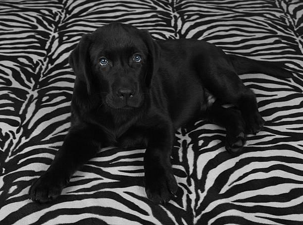 istock black labrador retriver puppy 177250534