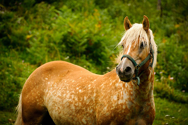 istock Brown horse in a pasture 177250555