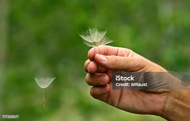 Propagación De Las Semillas De Diente De León Foto de stock y más banco de imágenes de Agarrar - Agarrar, Aire libre, Aspiraciones