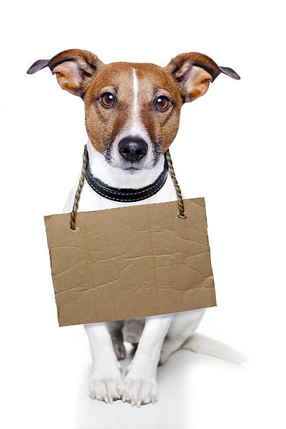istock dog cardboar neutral 177250624