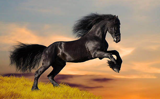 noir cheval friesian gallops au coucher du soleil - horse black stallion friesian horse photos et images de collection