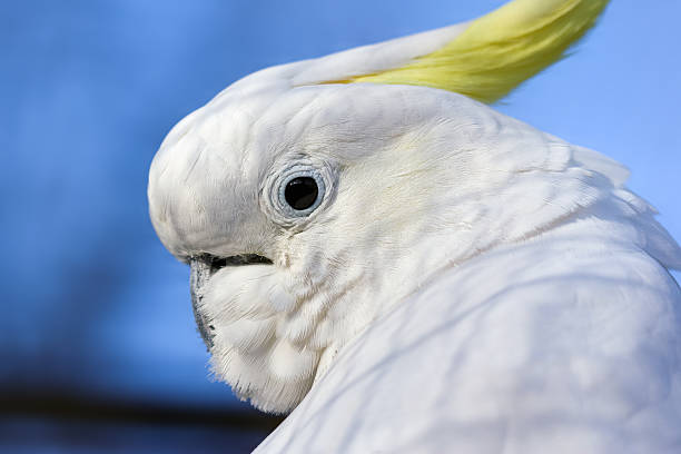 istock Closeup of white Cockatoo bird 177250739