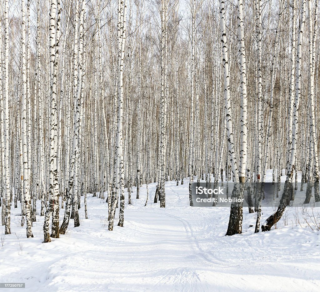 Ski run in a winter forest Ski run in a winter birch forest Backgrounds Stock Photo