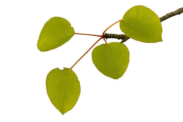 pears on a tree branch stock photo