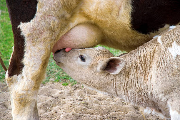 istock The calf sucks milk at mother 177250825