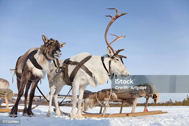 Photo libre de droit de Reindeers Au Harnais banque d'images et plus d'images libres de droit de Arctique - Arctique, Blanc, Cornu