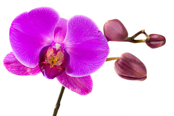 istock Purple orchid isolated on white background 177251198