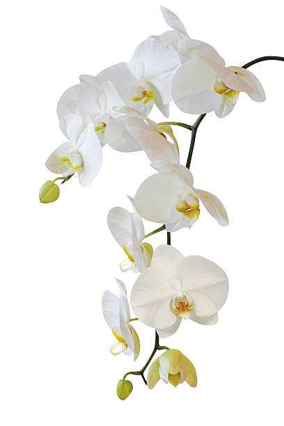 A white orchid in bloom on a white background stock photo
