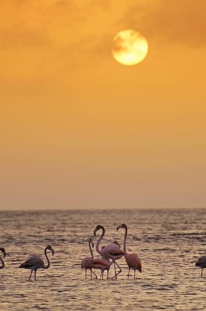 Flamingos stock photo