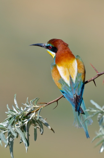 european bee-eater in natural habitat
