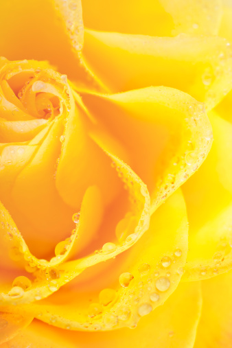 Beautiful Yellow Rose With Water Drops Stock Photo - Download Image Now -  Anniversary, Aromatherapy, Beautiful People - iStock