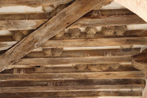 Swallow’s nests Nids d’hirondelles sous une charpente ca04 stock pictures, royalty-free photos & images