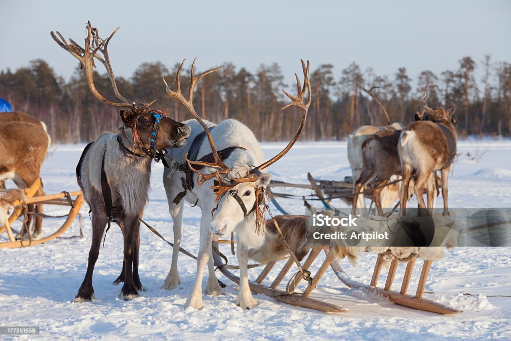 Reindeers w wiązce - Zbiór zdjęć royalty-free (Fińska Laponia)