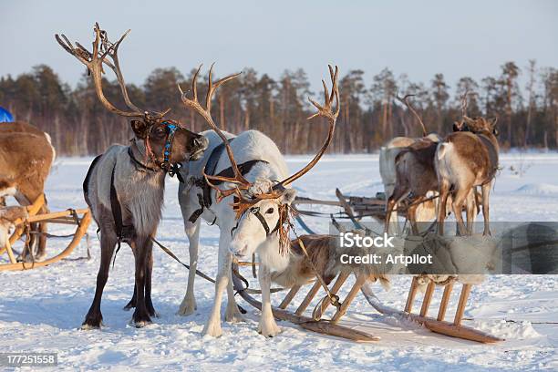 Reindeers W Wiązce - zdjęcia stockowe i więcej obrazów Fińska Laponia - Fińska Laponia, Kopyto, Renifer