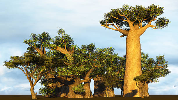 African baobabs stock photo
