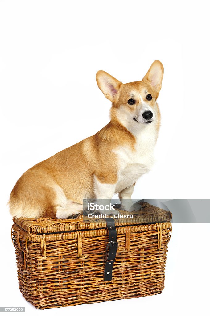 Śmieszna corgi pembroke pembroke siedzi na podróż koszyk - Zbiór zdjęć royalty-free (Biały)