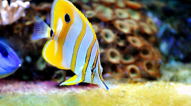 istock Tropical fish chelmon rostratus 177252092