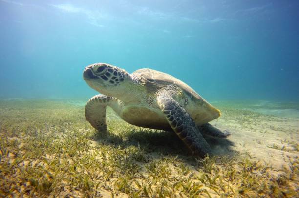 istock A sea turtle chills on the seabed, Red Sea, Egypt 1772522013