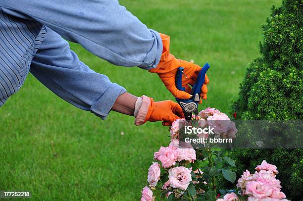 La Jardinería Foto de stock y más banco de imágenes de Jardinería - Jardinería, Pericia, Árbol