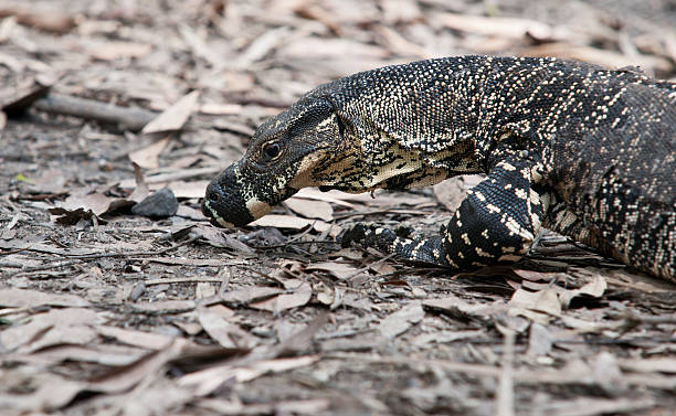 istock Lizard, Lace Monitor 177252413