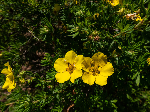 Shrubby cinquefoil (Pentaphylloides fruticosa) 'Tratu' flowering with saucer-shaped, bright yellow flowers in summer