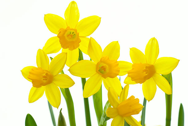 narcisos - daffodil bouquet isolated on white petal - fotografias e filmes do acervo