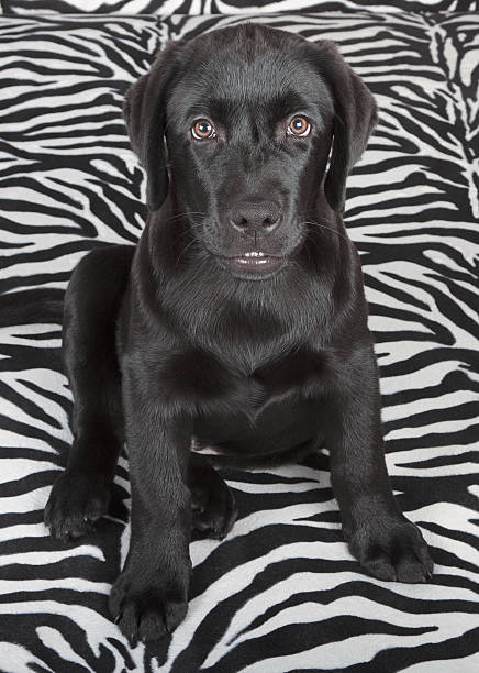 Black Labrador Retriever Puppy