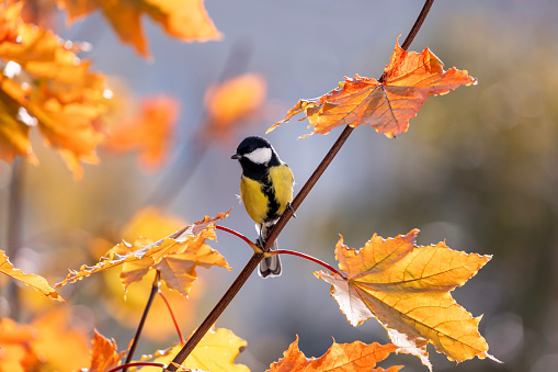 bright little bird tit sits on a maple tree branch with golden autumn leaves