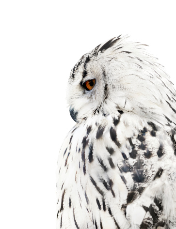 big grey owl isolated on white background