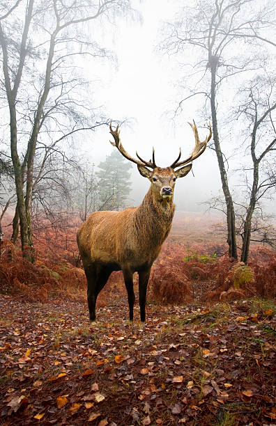 istock Red deer stag in foggy Autumn forest 177253280