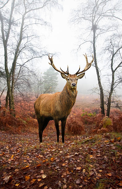Red deer stag in foggy Autumn forest stock photo