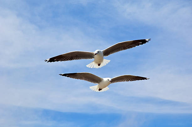 Voar gaivotas - fotografia de stock