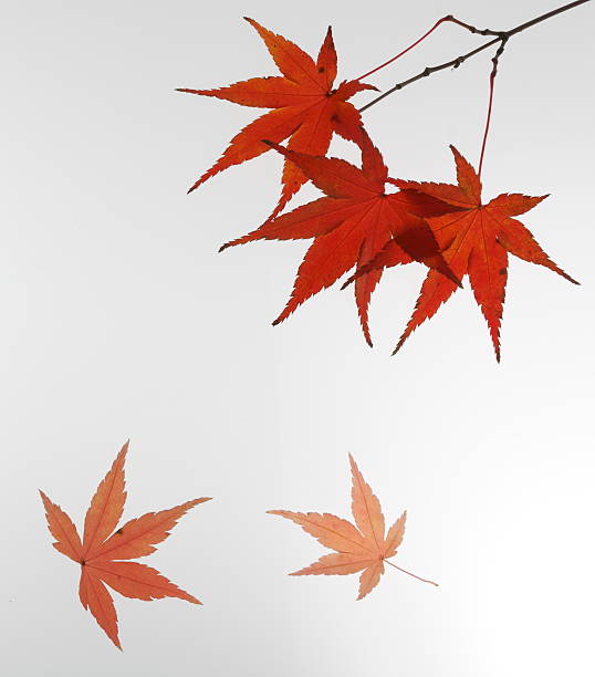 秋のカエデの葉 - autumn leaf japanese maple red ストックフォトと画像