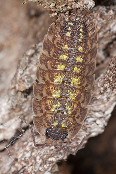 istock Woodlouse sitting on tree, extreme close-up 177253661