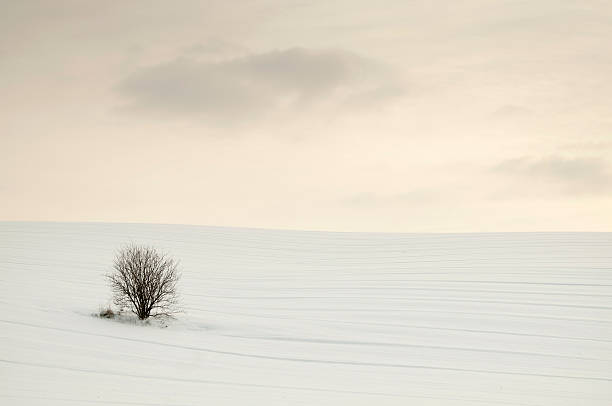 istock Lonely tree in the middle of snowy field. 177253882