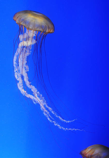 istock Chrysaora fuscescens jellyfish 177254055