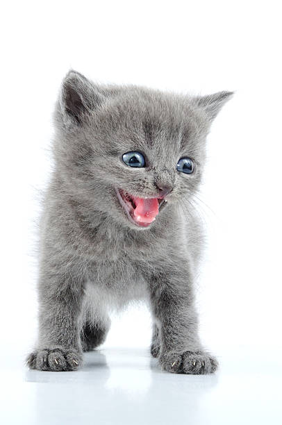 istock funny gray kitten meowing smiling 177254221